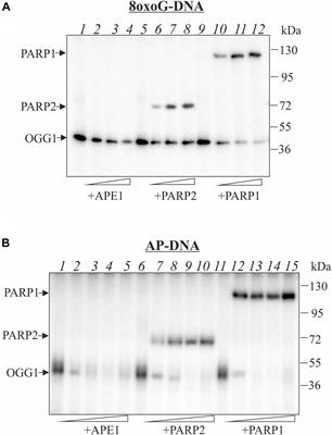 Apurinic/Apyrimidinic Endonuclease 1 and Tyrosyl-DNA Phosphodiesterase 1 Prevent Suicidal Covalent DNA-Protein Crosslink at Apurinic/Apyrimidinic Site